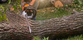 Best Storm Damage Tree Cleanup  in Reading, PA